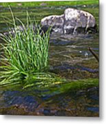 Grass Rock Stick Metal Print