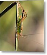 Grasshopper Metal Print