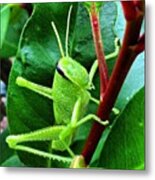 Grasshopper Posing For Me :) Metal Print