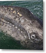 Gray Whale Calf And Rainbow San Ignacio Metal Print