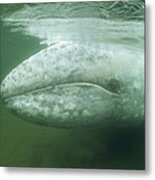 Gray Whale In The Shallows Vancouver Metal Print