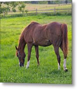 Grazing Metal Print