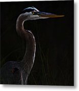 Great Blue Heron In The Sea Oats Metal Print