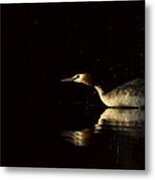 Great Crested Grebe In A Hurry Metal Print