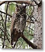 Great Horned Owl Iv Metal Print