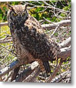 Great Horned Owl Metal Print