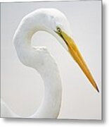 Great White Egret In Deep Thought Metal Print