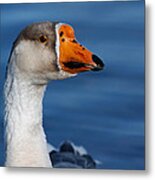 Greater-white Fronted Goose Metal Print