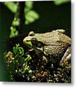 Green Frog Rana Clamitans Metal Print