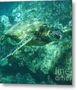 Green Sea Turtle Hawaii Metal Print