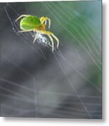 Green Spider 1.0 Metal Print