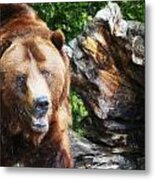 Grizzly 301 Metal Print