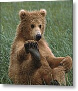 Grizzly Bear Cub Playing Katmai Metal Print