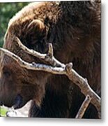 Grizzly Bear Metal Print