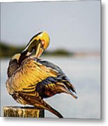 Grooming Pelican Metal Print