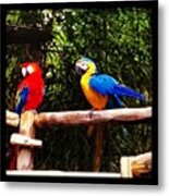 Guacamayas Metal Print