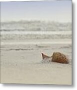 Gulf Shore Shell Metal Print