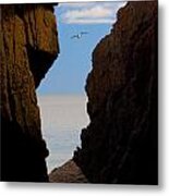 Gulls Of Acadia Metal Print