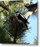 Hairy Woodpecker On Pine Cone Metal Print