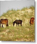 Hanging Out On The Dunes Living Free Metal Print