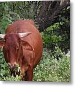 Happy Cow Metal Print