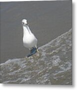 Happy Gull Metal Print