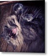 Has #fangs. Not Afraid To Use 'em Metal Print