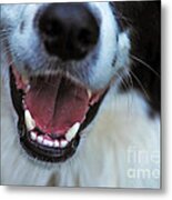 Healthy Canines Metal Print