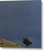 Hillside Tree Metal Print