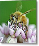 Honeybee Metal Print