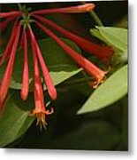 Honeysuckle Metal Print