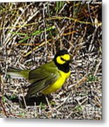 Hooded Warbler Metal Print