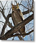 Horned Owl In Tree Metal Print