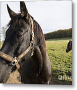 Horse Metal Print