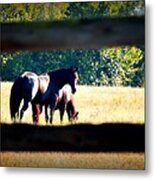 Horse Photography Metal Print