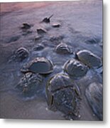 Horseshoe Crabs Crawling Ashore New Metal Print