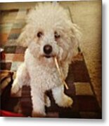 Hot Mess #poodle Metal Print