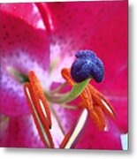 Hot Pink Lilly Up Close Metal Print