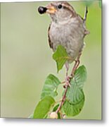 House Sparrow With Berry Metal Print