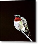 Hummingbird - Ruffled Feathers Metal Print