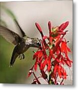 Hummingbird And Cardinal Flower 8069-1 Metal Print