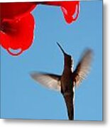 Hummingbird In Flight Metal Print