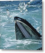 Humpback Whale Feeding With Herring Metal Print