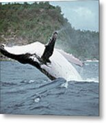 Humpback Whale Megaptera Novaeangliae Metal Print