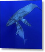 Humpback Whale Mother And Yearling Maui Metal Print