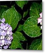 Hydrangea At Night In All Its Beauty Metal Print