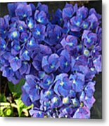 Hydrangea Metal Print