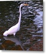 I Think This Is An Egret, We Followed Metal Print