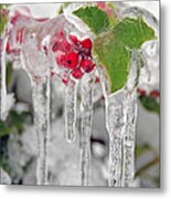 Iced Holly Metal Print