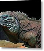 Iguana Metal Print